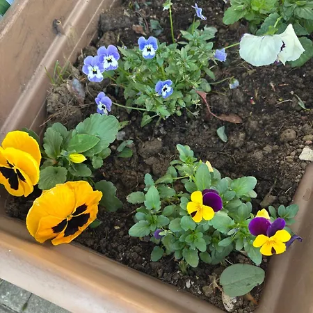 Апартаменты Paradise - Nature And Wellness